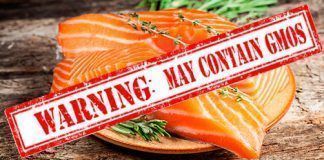 Animals are not an invention of the feed industry! gmo food salmon fish 735 255
