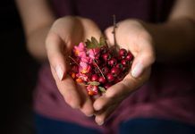Què Menjar: Rosa mosqueta, el secret d’una pell bonica. Per Raúl Martínez Comer Rosa mosqueta, el secreto de una piel bonita