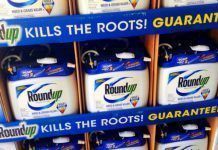 Europa reconoce el peligro de un tóxico que ha rociado en nuestros alimentos y jardines durante años roundup kills the roots guaranteed