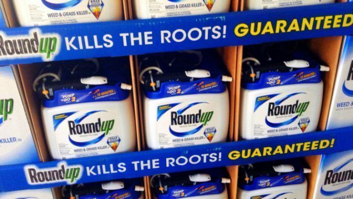 roundup kills the roots guaranteed