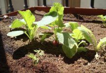 El huerto en casa o la motivación de tener el control sobre los alimentos semillas balcon