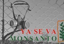 Monsanto en retirada: El abajo que se mueve Monsanto en retirada El abajo que se mueve large