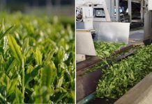 Diario del viaje a Japón: visita a la Ohmiseicha Tea Company, el proveedor de té (sencha, kukicha y hojicha) de TerraSana TerraSana1 tea japan