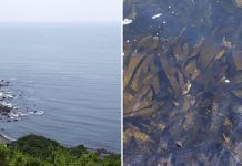 Diario del viaje a Japón: visita al proveedor de algas de TerraSana Terrasana algas