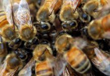 Vinculan el declive de las abejas salvajes con el uso de pesticidas neonicotinoides abejas neonicotinoides