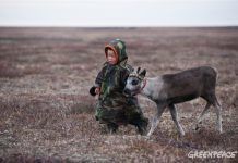 Ántrax en el Ártico (o cómo el cambio climático no es sólo más calor) antrax siberia
