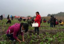 China, uno de los 4 mercados mundiales más destacados de productos ecológicos china organic