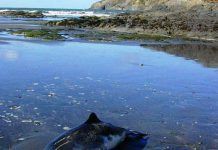 Los contaminantes hormonales amenazan la biodiversidad marina delfc3adn inglaterra