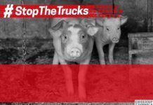 Stop the Trucks, nueva campaña para acabar con el maltrato animal en los largos transportes stop trucks