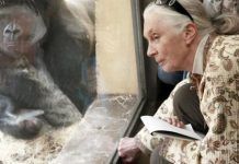 Rebeca Atienza (Goodall Institute): Los chimpancés sienten decepción o amor de forma muy parecida a los humanos th 1cce678baa2865fe866ba90e481edd63 12 julio 2010 17 38 00 chimpances detalle media