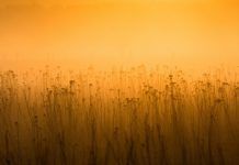 El año 2015 rompió todos los récords en calor y emisión de gases th 1cce678baa2865fe866ba90e481edd63 calor sensación