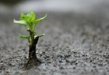 El planeta perd 33 mil hectàrees de terra fèrtil per dia El planeta pierde 33 mil hectareas de tierra fertil por dia large web