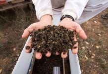 Greenpeace pide paralizar fumigaciones aéreas en Andalucía que matan a las abejas abejas andalucia