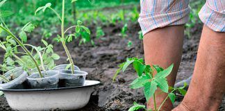 Growing opposition to patents on seeds llavors de tomàquet semillas tomate Growing opposition to patents on seeds