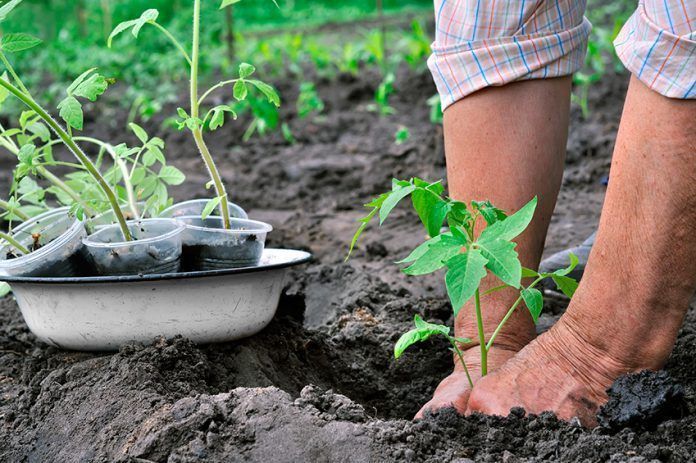 llavors de tomàquet semillas tomate Growing opposition to patents on seeds