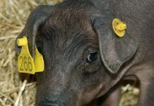 El Gobierno apoya el TTIP, que resultaría también nefasto para la protección animal ttip proteccion animal