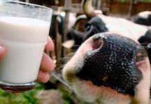 El per què la llet pasteuritzada no és bona per a la teva salut El por que la leche pasteurizada esta destruyendo tu salud large