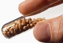 Tres empreses, a punt de controlar la majoria dels subministraments agrícoles del món Tres grandes empresas estan a punto de controlar la mayoria de los suministros agricolas del mundo large