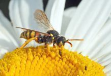 Maryland serà el primer estat dels Estats Units a prohibir que matin a les abelles abejas maryland web