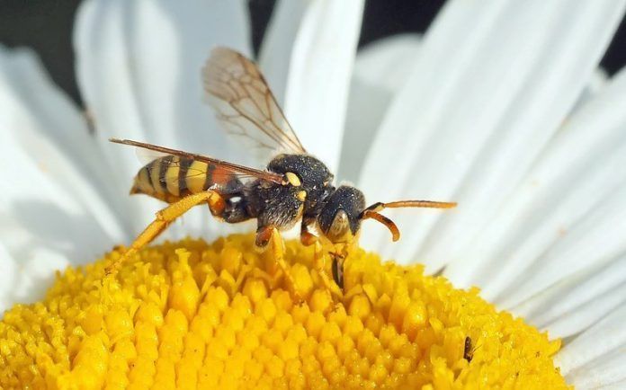 abejas maryland web abejas maryland web