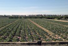 Alertan de la contaminación de las aguas subterráneas por un fertilizante aguas subt valencia fertilizante