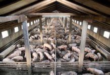 Cataluña: el infierno de los cerdos cataluña infierno de los cerdos infern dels porcs