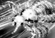 Cómo eliminar los piojos sin tóxicos disruptores endocrinos male human head louse