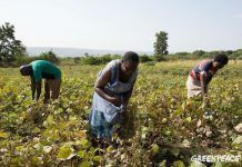 5 razones para apoyar el juicio a Monsanto monsanto juicio