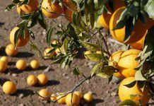 Alimentos de “kilómetro cero” a prueba en las grandes ciudades th 1cce678baa2865fe866ba90e481edd63 naranjas EFE Doménech Castelló