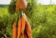 La superficie de cultivos ecológicos crece en la Unión Europea ue bio grow 2015