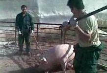 El caso de la Granja El Escobar granja el escobar