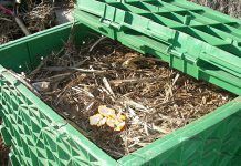 El compostatge, clau de l’èxit de l’hort ecològic. Per Montse Escutia El compostaje, clave del éxito del huerto ecológico