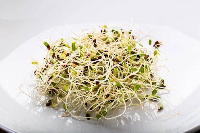 Germinados superalimentos