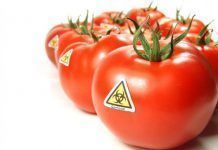 EU Commission says plants and animals derived from conventional breeding should be regarded as non-patentable gmo tomato 537x363