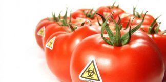 EU Commission says plants and animals derived from conventional breeding should be regarded as non-patentable gmo tomato 537x363