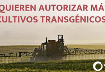 Gigantes de la biotecnología incumplen la ley para acelerar el cultivo de nuevos transgénicos quieren autorizar mas transgenicos
