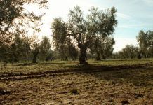 Andalucía invertirá 200 millones para potenciar sector agroalimentario ecológico th 1cce678baa2865fe866ba90e481edd63 396228