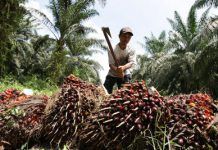 Una lista de productos y marcas con aceite de palma aceitedepalma listamarcas