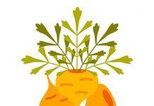Maca, poderós reconstituent de cos i ment. Per Raúl Martínez maca superalimento
