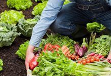 La agricultura ecológica en España: situación actual y retos de futuro organic montseescutia seae