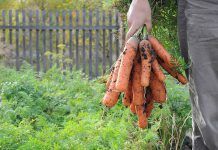 ¿Sabías que no hay ningún herbicida autorizado en agricultura ecológica? sabes que generalitat diciembre16
