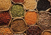 European Patent Office calls the prohibition on the patenting of plants and animals from conventional breeding into question semillas preciosas European Patent Office calls the prohibition on the patenting of plants and animals from conventional breeding into question pepper
