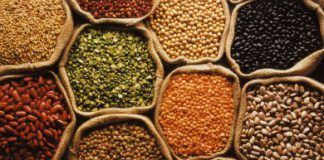 European Patent Office calls the prohibition on the patenting of plants and animals from conventional breeding into question semillas preciosas European Patent Office calls the prohibition on the patenting of plants and animals from conventional breeding into question pepper