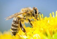 Cuatro insecticidas peligrosos para las abejas tienen los días contados en la UE sosabejas 4pest 12 12