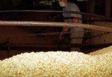 El Tribunal de la UE avala la autorización de venta de alimentos con soja transgénica th 1cce678baa2865fe866ba90e481edd63 soja transgénica archivo cultivo Efeverde