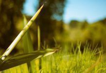 EEUU: Hierba transgénica experimental escapa de control, y la USDA la legaliza usda hierba ogm experimental