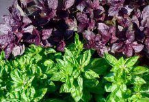 Plantes medicinals útils a l’hort ecològic. 10 plantes que curen Plantas medicinales utiles en el huerto ecologico. 10 plantas que curan large
