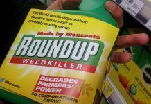 Estudio: dosis pequeñas de Roundup a largo plazo relacionadas con daños en el hígado en ratas Roundup low doses web