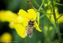 2017: un año decisivo para abejas abejas 14 01 2017