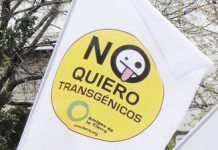 La Unión Europea puede autorizar nuevos maíces transgénicos este viernes arroz transgénico